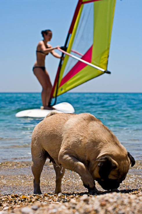 Mops Bilder mops strand spielen surfen meer
