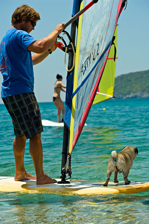 Mops Bilder mops surfbrett wasser
