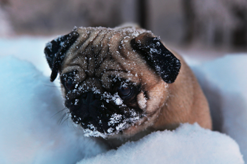 mops im schnee