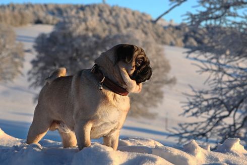mops rüde