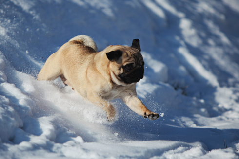 Mops Bilder