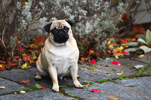 mops kisha