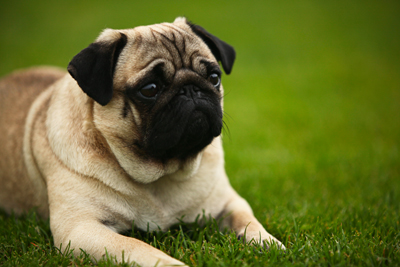 Mopsbilder Mops Bilder Mops Fotos