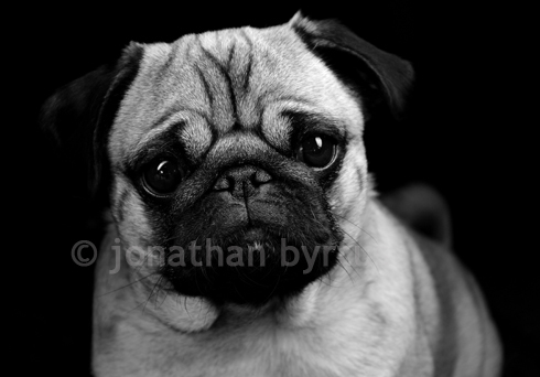 mops foto schöner Mops