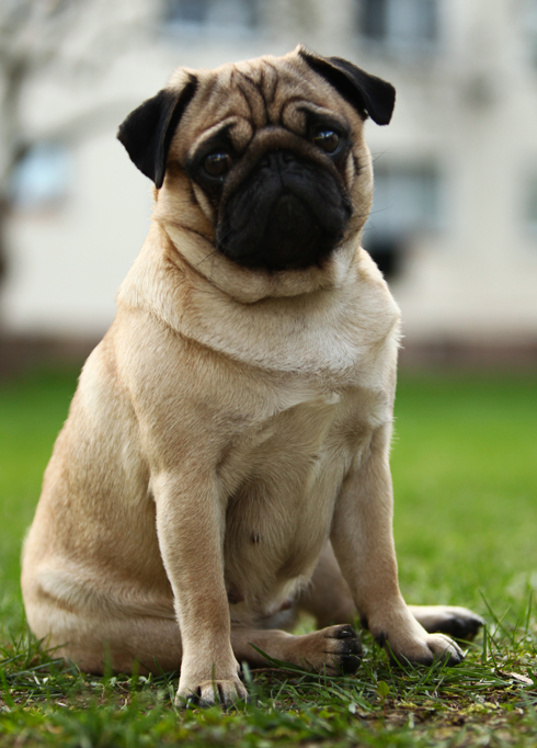 mops kisha langeweile